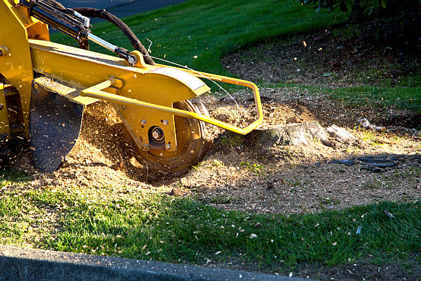 The Steps Involved in Our Tree Care Process in Icard, NC